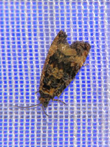 Réf. 302 764 : Endothenia sp.